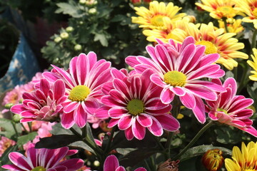 Chrysanthemum flower on farm for harvest