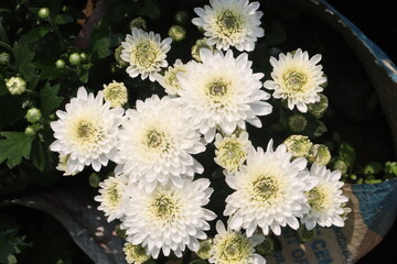 Chrysanthemum flower on farm for harvest