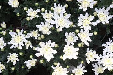 Chrysanthemum flower on farm for harvest