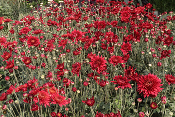 Chrysanthemum flower on farm for harvest