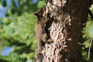 squirrel on tree