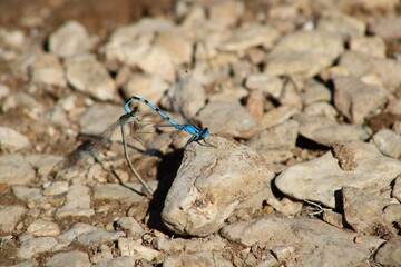 dragonfly on a stone