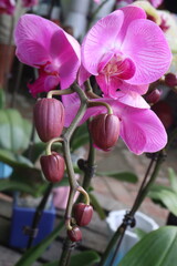 Phalaenopsis schilleriana orchid flower plant on nursery
