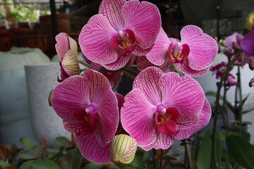 Phalaenopsis schilleriana orchid flower plant on nursery