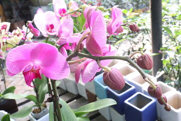 Phalaenopsis schilleriana orchid flower plant on nursery
