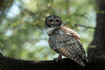 Fototapeta premium A Mottled owl perched on a tree branch in a forest. Detailed close up of a wild nocturnal bird in its natural habitat with a blurred green background.