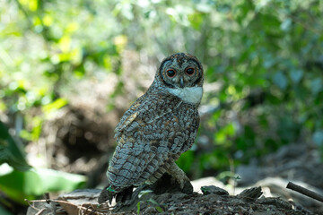 Fototapeta premium A Mottled owl perched on a tree branch in a forest. Detailed close up of a wild nocturnal bird in its natural habitat with a blurred green background.