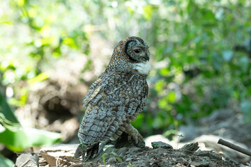 Fototapeta premium A Mottled owl perched on a tree branch in a forest. Detailed close up of a wild nocturnal bird in its natural habitat with a blurred green background.
