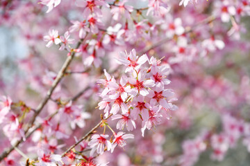 オカメ桜　Okame cherry blossom