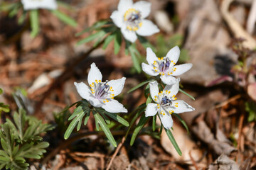 節分草　Eranthis pinnatifida