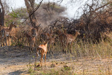 Naklejka premium Tarangire National Park, Tanzania: Impala Herd on the Savannah