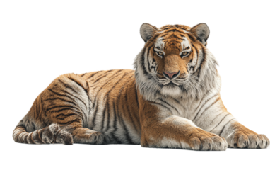 Bengal tiger lying majestically showing detailed stripes, muscular body, and serene expression isolated on transparent background PNG