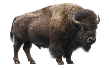 Majestic bison illustration highlighting large mammal features, sturdy build, and wild behavior isolated on transparent background PNG