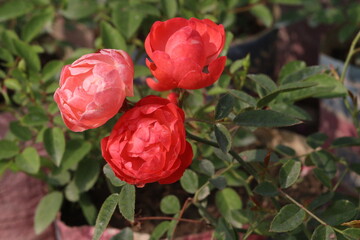 rose on tree in farm for sell