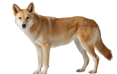 Calm dingo standing confidently displaying natural wildlife behavior and alert canine presence isolated on transparent background PNG