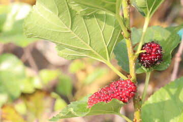 Mulberry on tree in farm for harvest