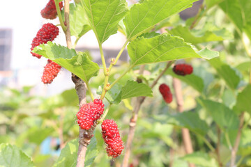 Mulberry on tree in farm for harvest
