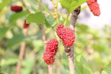 Mulberry on tree in farm for harvest