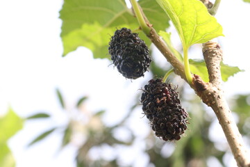 Mulberry on tree in farm for harvest