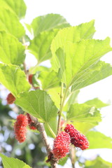 Mulberry on tree in farm for harvest