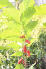 Mulberry on tree in farm for harvest