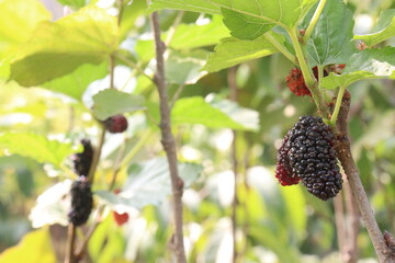 Mulberry on tree in farm for harvest