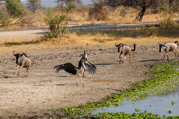 Tarangire National Park, Tanzania: Wildebeest and Marabou Stork at a Waterhole in the Dry Season