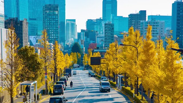 A timelapse of traffic jam at the yellow gingko street in the city in autumn panning