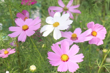 cosmos flower on farm for harvest