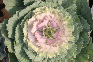Ornamental cabbages also called flowering cabbage on nursery