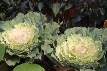Ornamental cabbages also called flowering cabbage on nursery