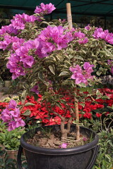 Bougainvillea flower plant on farm