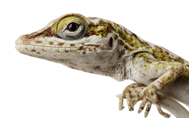 Perched anole reptile displayed with clear skin patterns realistic form and gentle studio lighting isolated on transparent background PNG