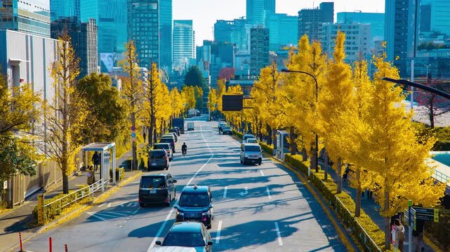 A timelapse of traffic jam at the yellow gingko street in the city in autumn tilt