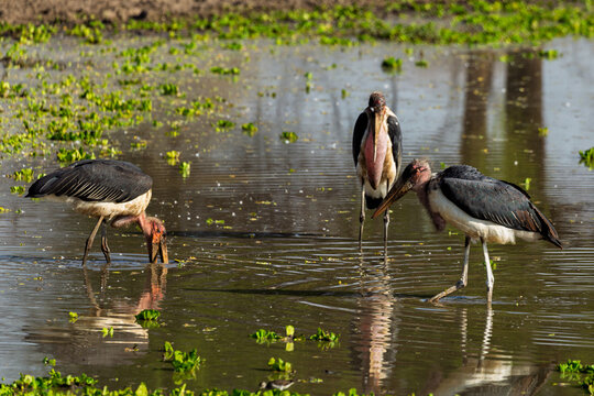 Tarangire National Park, Tanzania: Marabou Storks Wading and Feeding in Wetland Habitat