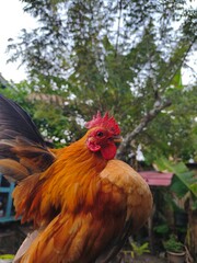 Rare Serama Bantam Chicken in Rural Farm Setting