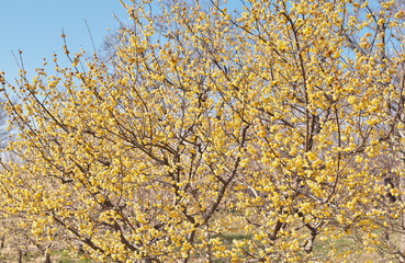 Fototapeta premium 黄色い花が綺麗に咲いている蝋梅の木