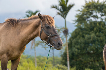 Obraz premium Brown Horse with Halter Standing in a Grassy Field with Trees in the Background.