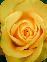 黄色い薔薇の花びらをマクロレンズでアップにした写真