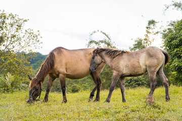 Two brown horses grazing peacefully in a lush green field on a clear day.