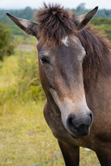 Obraz premium Wild Exmoor Pony Close-Up Portrait in Natural Habitat.