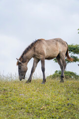 Fototapeta premium Wild Horse Grazing on Grassy Hillside Under Overcast Sky.