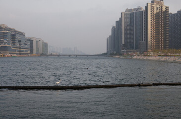 都市の水辺に佇む白鷺と高層ビルの風景