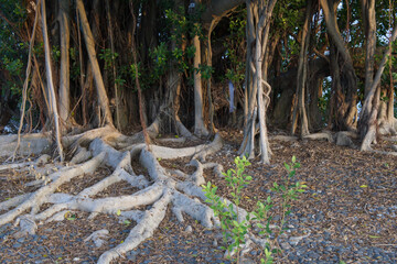 神秘的なガジュマルの根が広がる亜熱帯の森