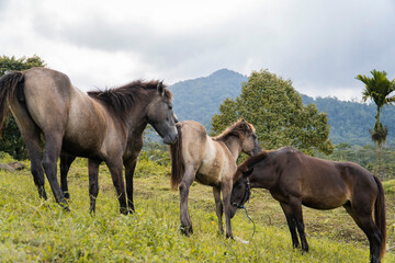 Obraz premium Wild Horses Grazing on a Hillside with Mountains in the Background.