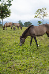 Wild Horses Grazing Peacefully on a Lush Green Hillside Pasture Under a Cloudy Sky.