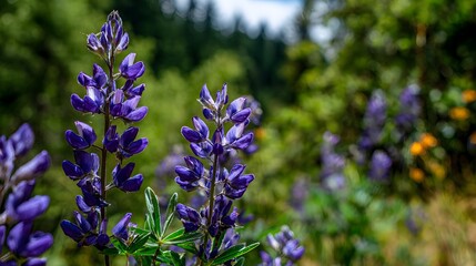 Obraz premium Close up of purple lupine flowers blooming in a lush green forest.