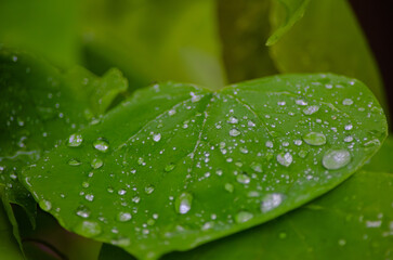 Green leaf with sparkling water droplets on its surface.