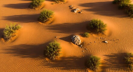Golden Desert Sands with Sparse Green Bushes and Long Shadows