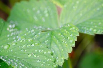Fresh green leaf with translucent raindrops glistening in natural light.